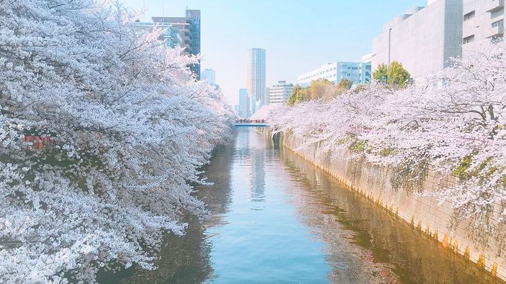 日本东京目黑川樱花,日本目黑川樱花美景