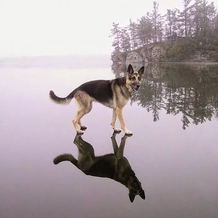 10个你一定不知道的动物冷知识,1000个牛动物有趣的冷知识