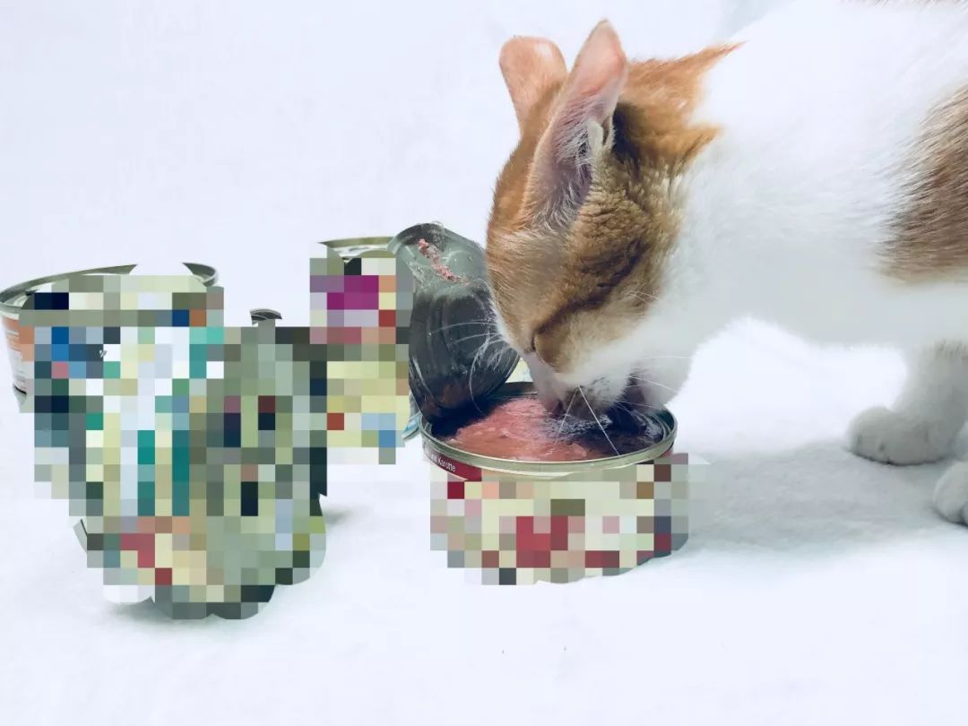 猫咪便秘怎么办教你一招解决,猫咪便秘大便干燥怎么解决