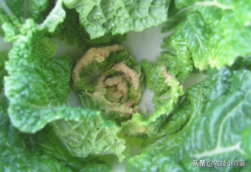 刚栽的白菜打药烧心怎么回事,大白菜干烧心是打药的原因吗