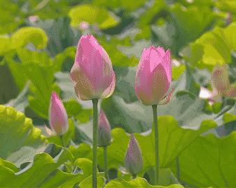 视觉震撼从高处看地球,超震撼从60万米高空看河北