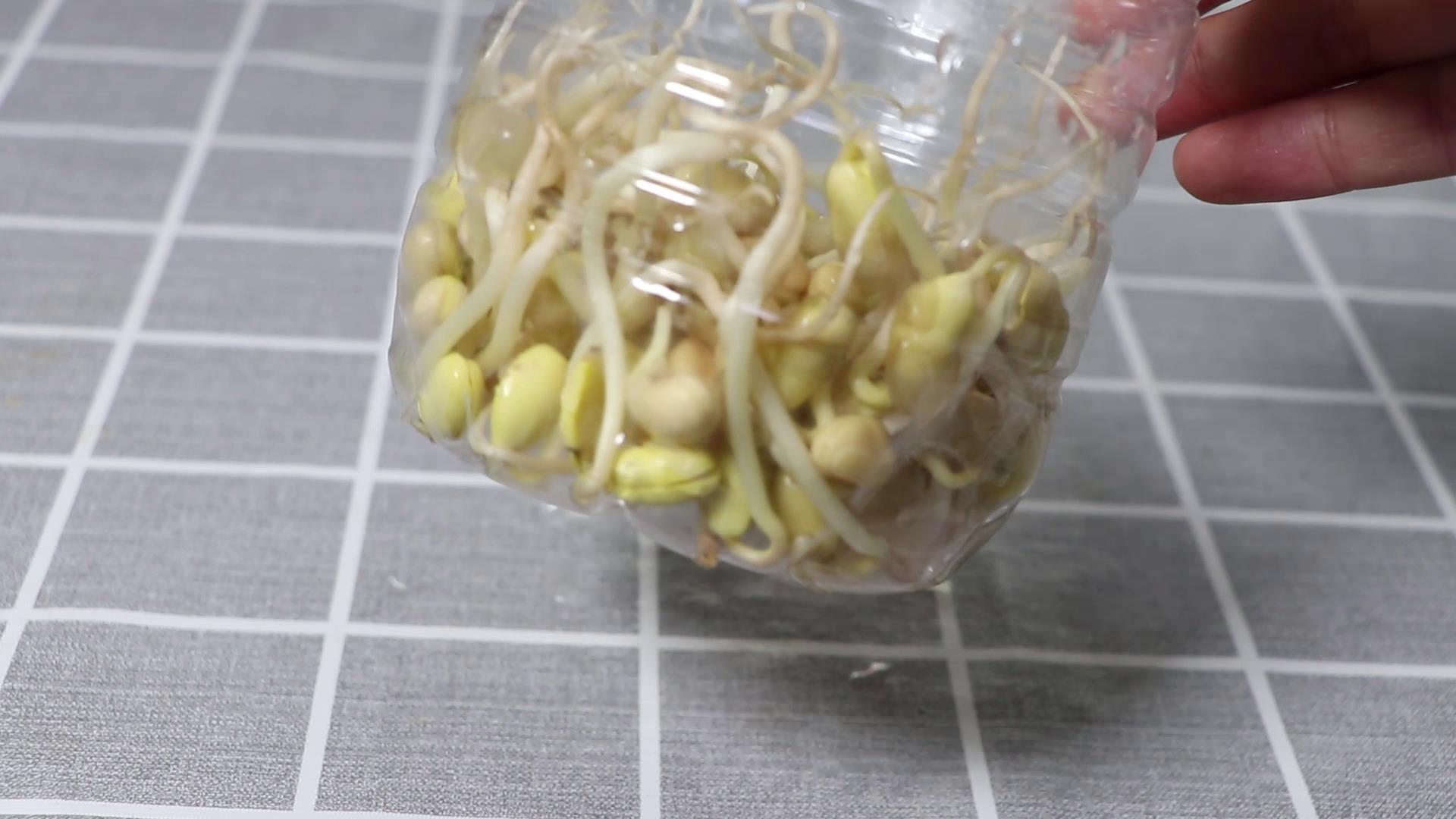 泡发豆芽的主要步骤和注意事项,发豆芽可以用保鲜膜代替纱布吗