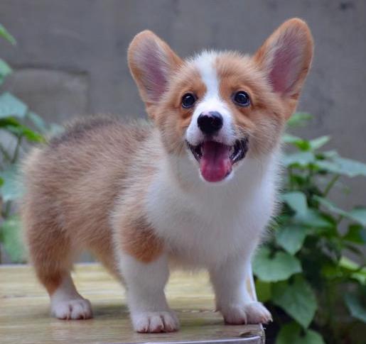 为什么柯基深受英国女王的喜爱,为什么柯基受公狗欢迎