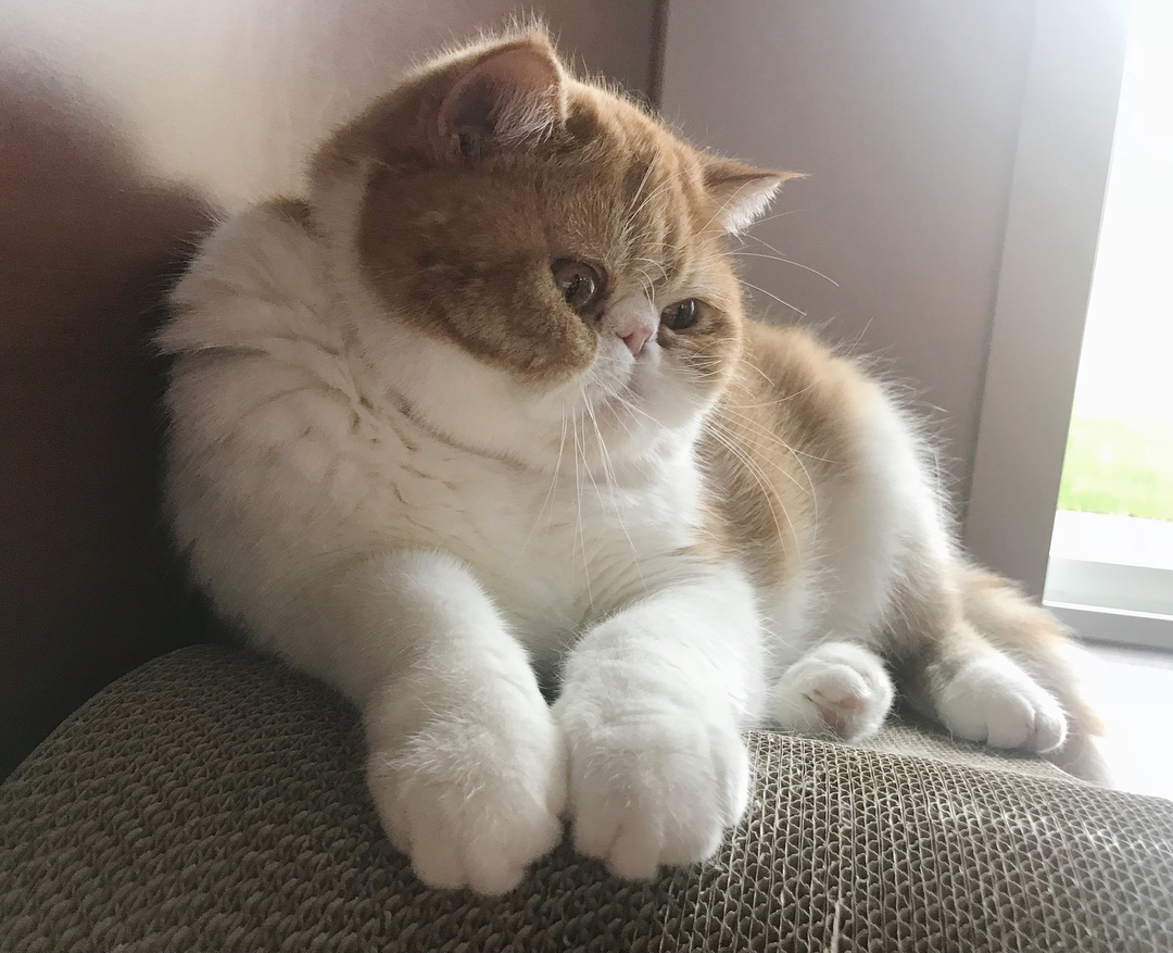 猫咪打喷嚏是怎么回事怎么治,猫咪打喷嚏有可能是什么病