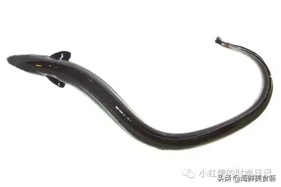 一般超市的鱼有几种,超市常见鱼品种