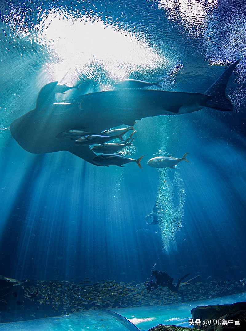 人工养殖鲨鱼死了怎么办,人工饲养虎鲸为啥短命