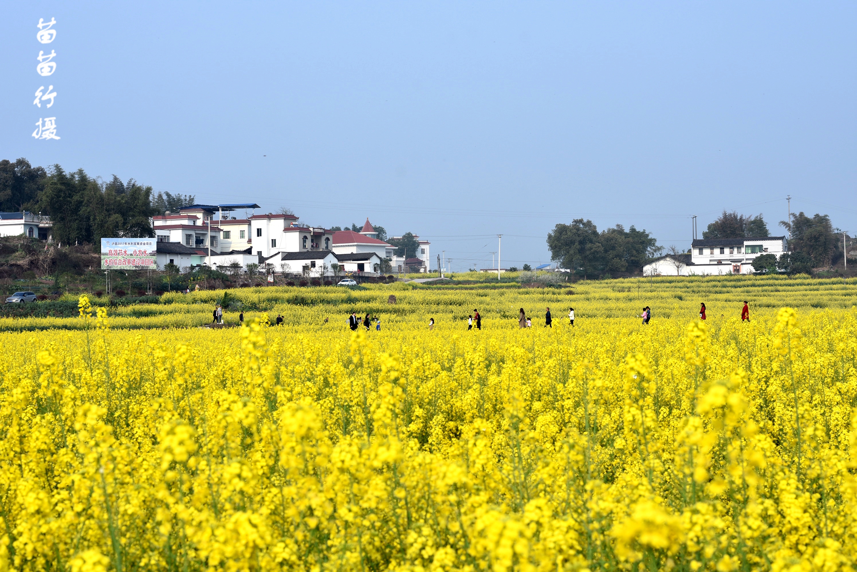 四川泸县油菜花的图片,泸县塘坝千亩油菜花