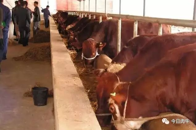 养牛场怎么搭建省钱实用,建个小型养牛场需要多少钱