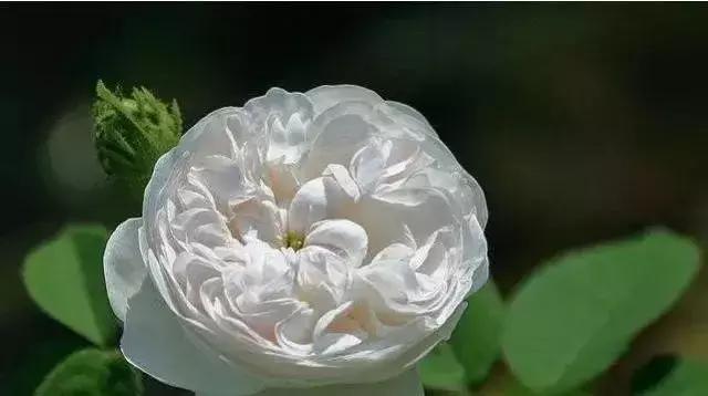 100种玫瑰的名字和图片,100种玫瑰品种科普你都认识吗