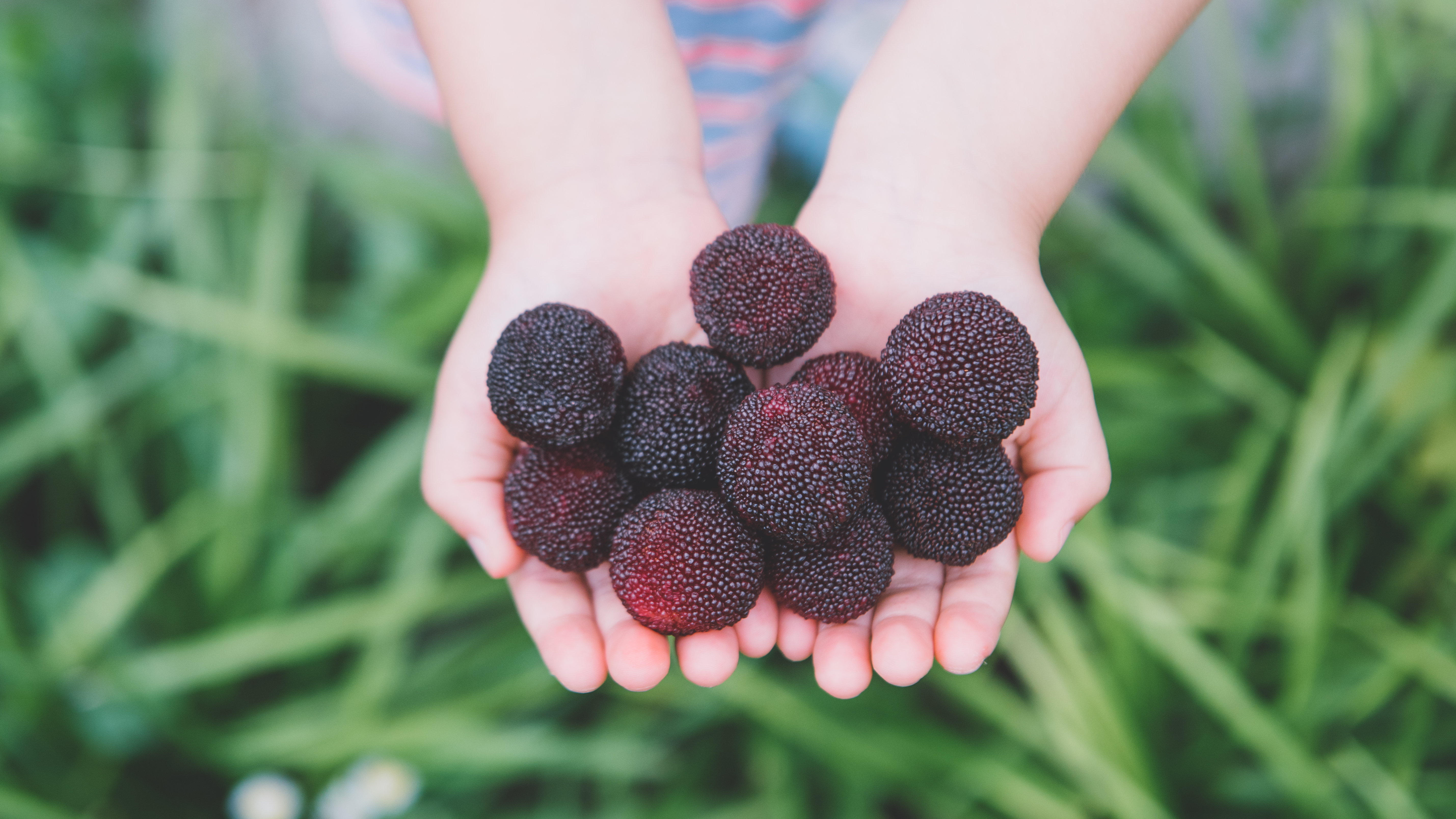 杨梅果酱能酿酒吗,杨梅吃不完的小妙招