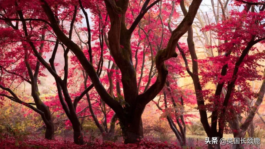 英国秋天好去处,英国秋天旅游必去的地方