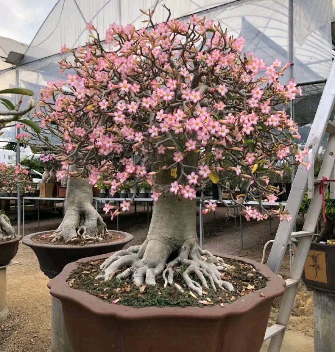 这“38种花”,当你开始收集品种时,你已入坑颇深