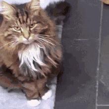 猫咪为什么老是揍主人,猫咪为什么揍年轻人