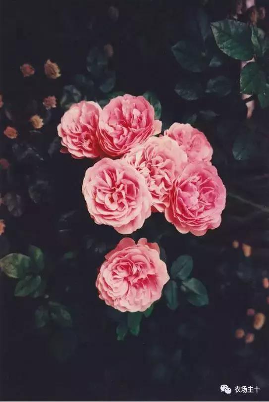 冬天院子里种什么,院子里种什么最好看