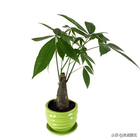 发财树出现白斑怎么解决,发财树有白斑是怎么回事