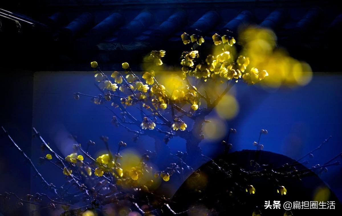 山园小梅疏影横斜水清浅,山园小梅疏影横斜水清浅手势舞