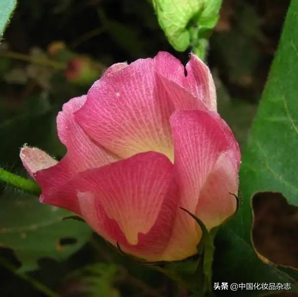 化妆用的海绵叫什么,如何选择适合自己的基础化妆棉