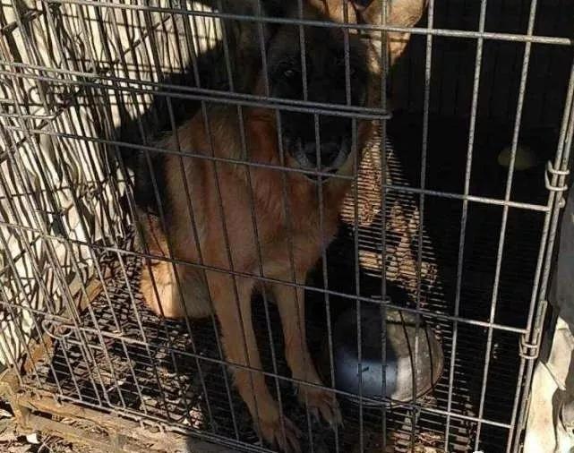 狗肉馆里的狗狗有德牧吗,狗肉场的牧羊犬