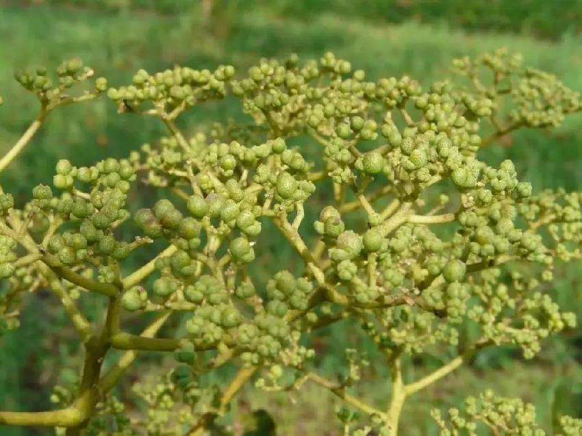 辣椒传入中国之前用什么做香辛料,辣椒传入中国之前古人吃什么辣