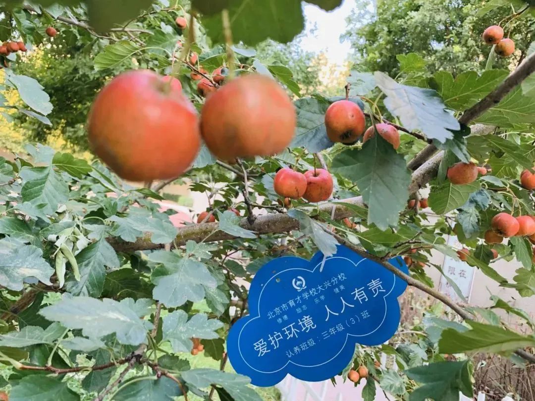 北京所有小学排名一览表,北京30所小学排名一览表