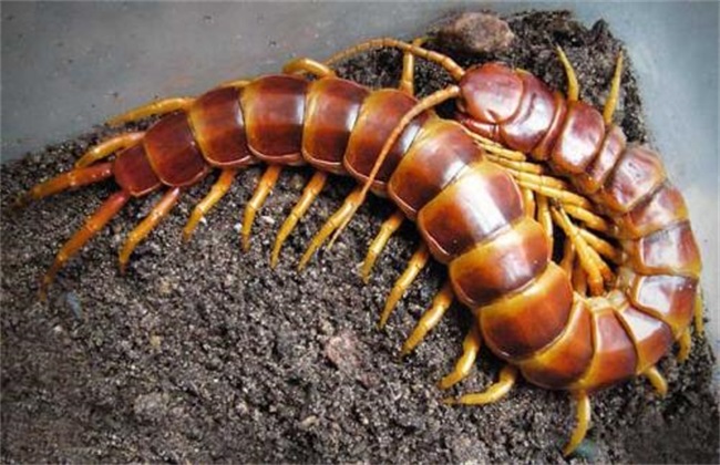 蜈蚣养殖技术培训班,蜈蚣的养殖方法视频教程