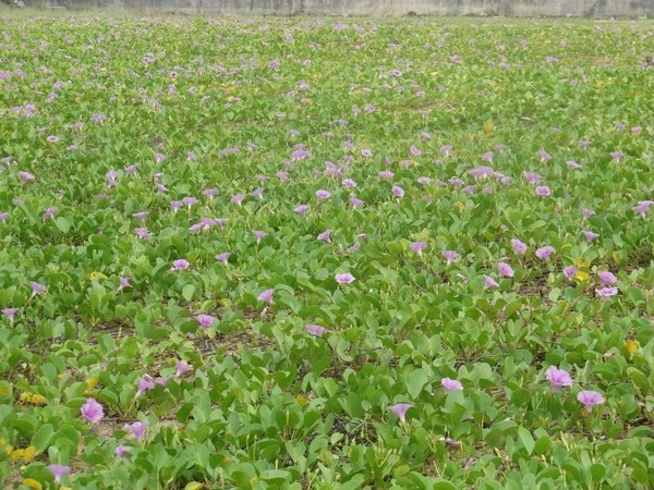 一个人在海边玩一天,一个人在海边怎么玩