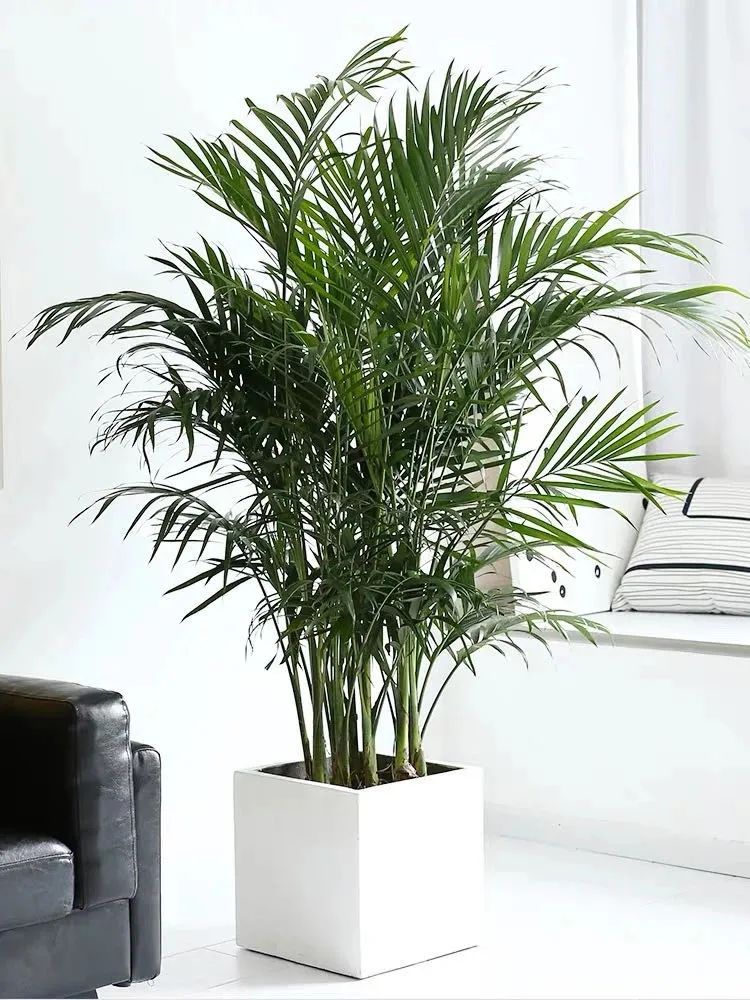 养散尾葵的正确方法,冬季室内养殖散尾葵如何养