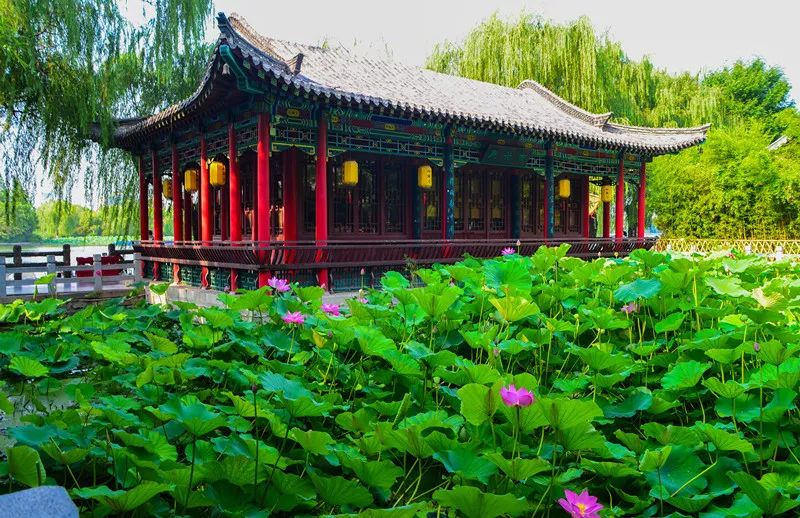 夏季最美荷花在哪里,山东最漂亮的荷花