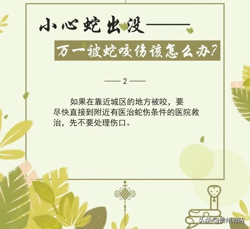 贵州头上有角的蛇,贵州头部是三角形的蛇