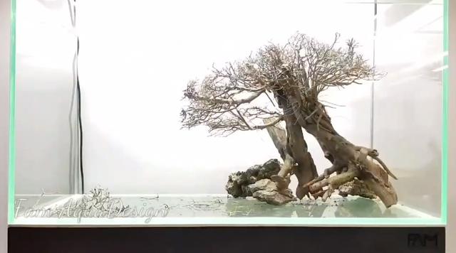 莫斯树到底好不好,莫斯树是什么