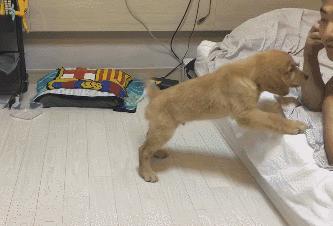 怀孕了，就把狗扔了吧，多脏啊