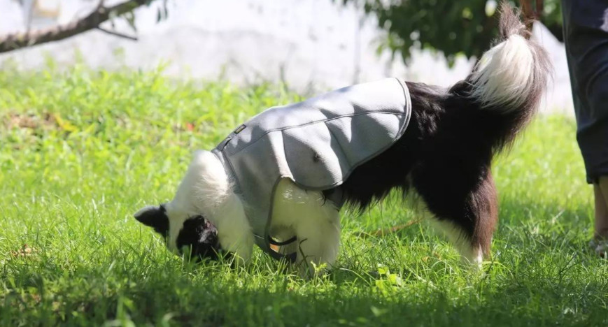 狗狗乱闻人怎么办,不让狗狗乱嗅怎么训练