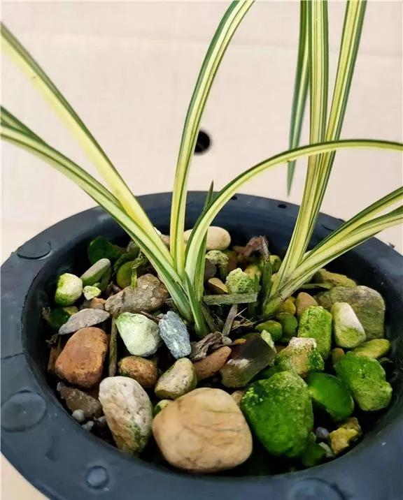 蕙兰极品红中透花图片,蕙兰传统丝缟艺草种类大全