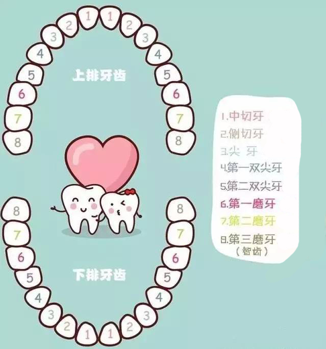 孩子换的新牙掉了怎么办,小孩换掉的牙要怎么处理