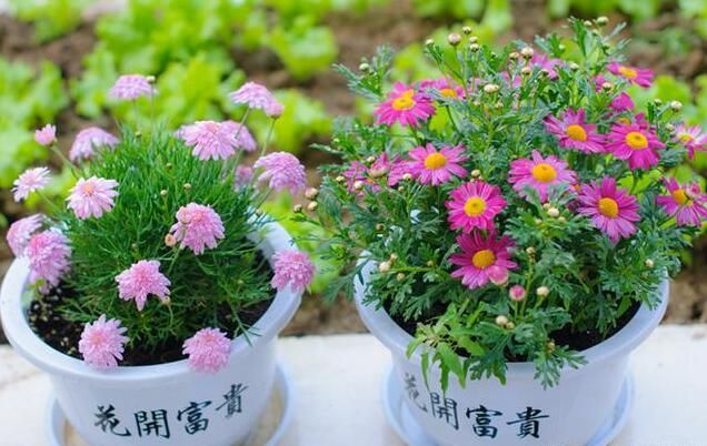 过期牛奶发酵到什么程度可以浇花,过期牛奶不要扔合理利用变废为宝