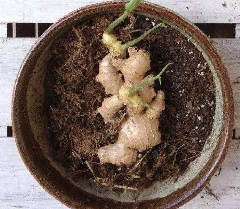 生姜的盆栽方法和用量图片,生姜种植盆栽放土还是放水