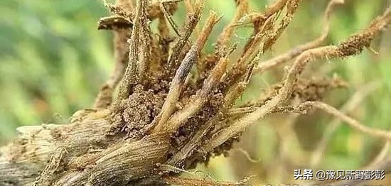 杀灭地下害虫用什么药浇灌,毒辛农药怎样杀灭地下害虫