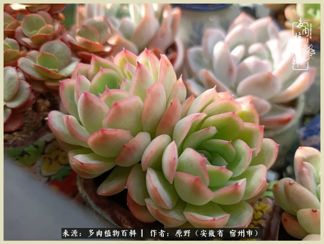 梅雨袭，酷暑至，多肉进入历劫季