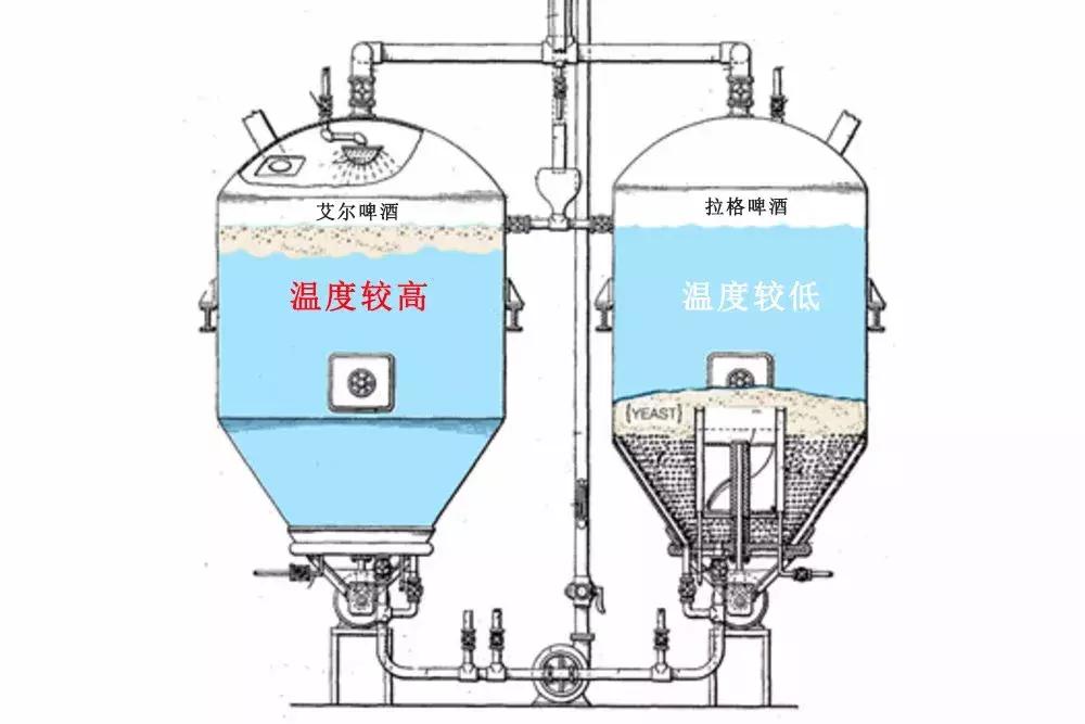 艾尔拉格啤酒区别,艾尔和拉格啤酒酿造区别在哪