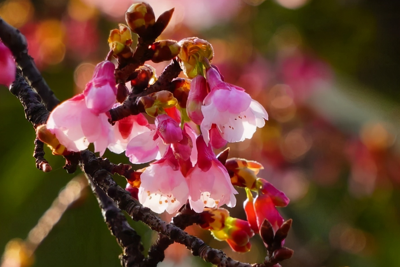 上海顾村公园樱花时间,2022上海顾村公园樱花开了吗