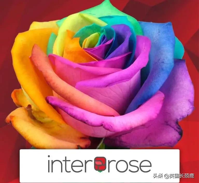 情人节来了怎么少的了fafa？英国鲜花速递服务大盘点：浪漫满分