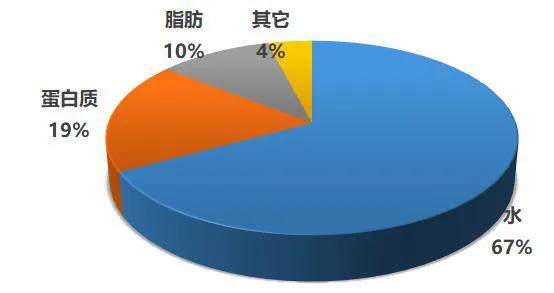 为什么养猫不能喂肉食,为什么说养猫不能喂肉