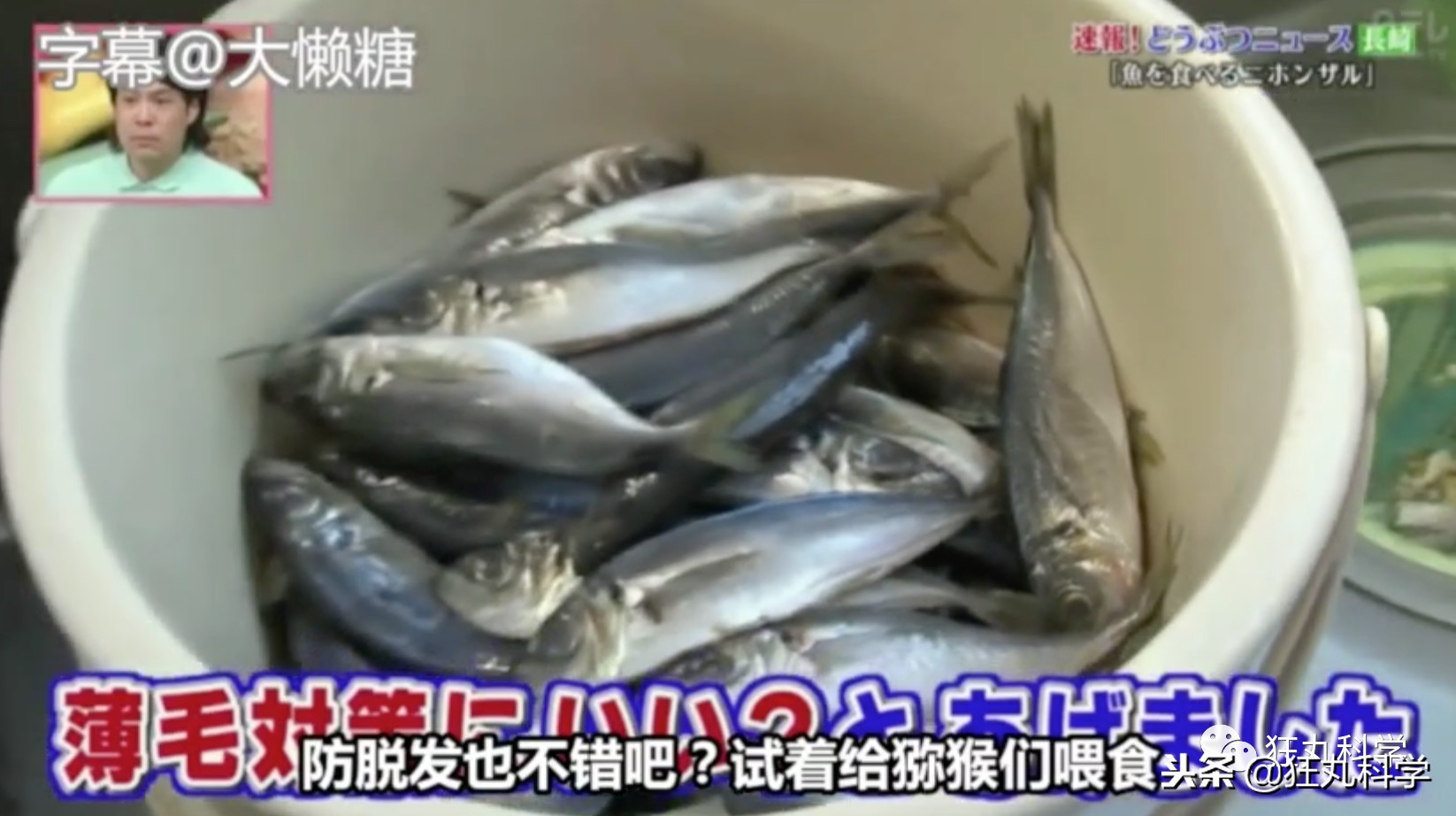 日本秃头猴子吃鱼10个月生发成功，脱发网友求购买链接