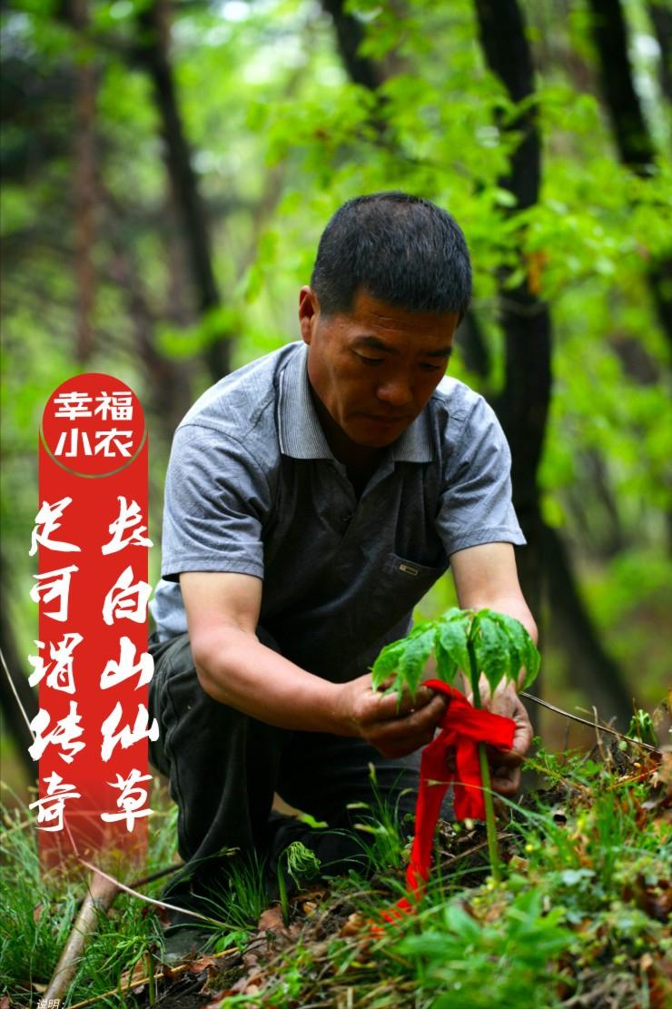 野山参文化传承,野山参历史文化
