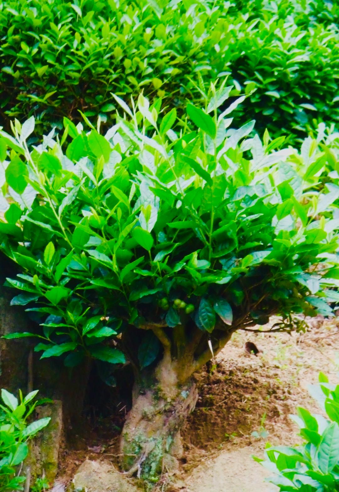 安徽发现的野韭菜,安徽发现野韭菜