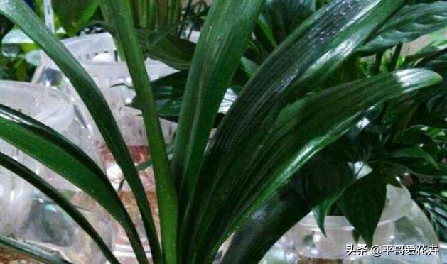 自制浇花水不板结,自制水溶液浇花的方法