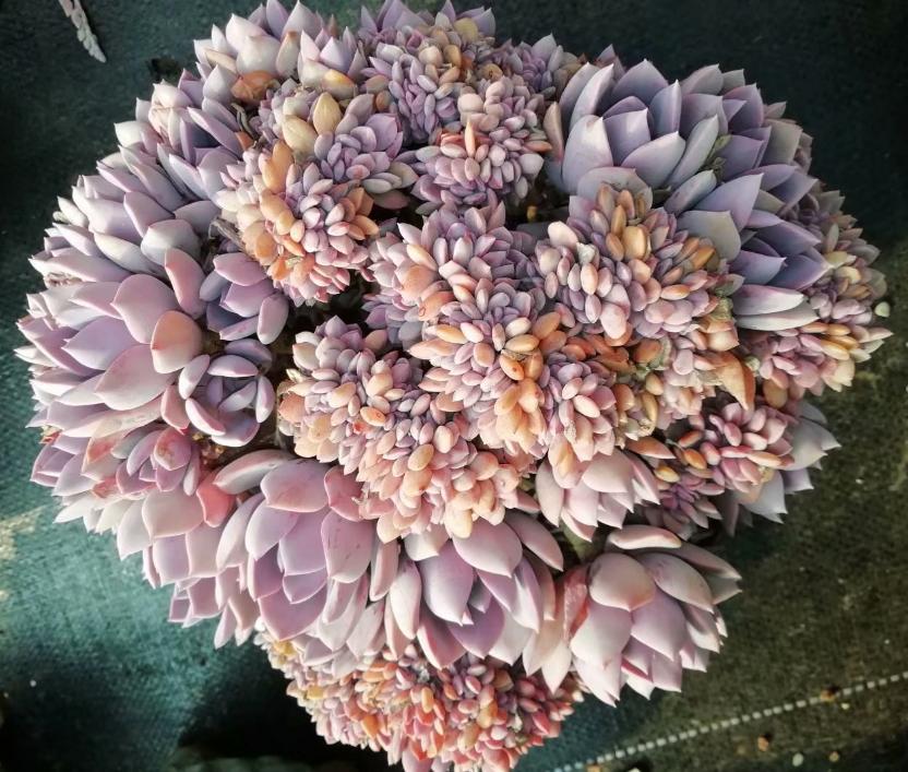 多肉养出状态来有多美?这102种多肉控养上色之后美呆了