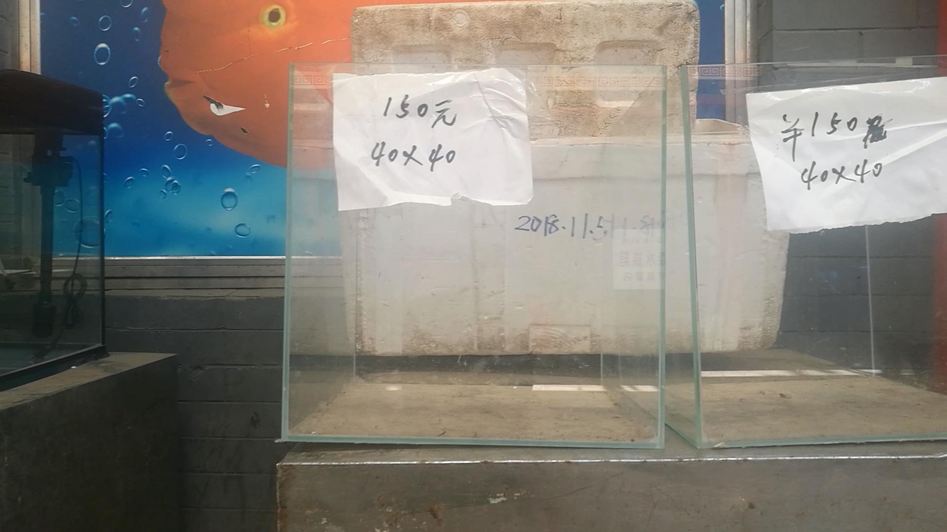 北京十里河鱼市,都说它拆了,我却看到了综合性的水族市场