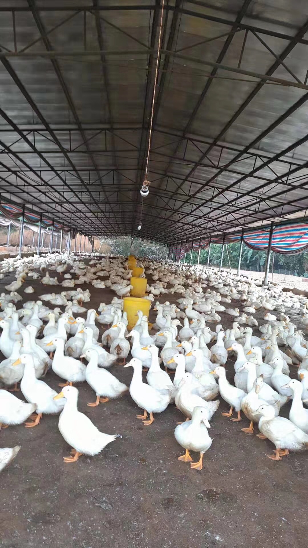 广西南宁：肉鸭旱养发展势头强劲