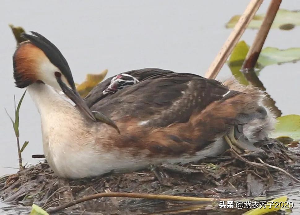 刚出生的鱼宝宝很大,刚生出来的鱼宝宝不怎么动呢